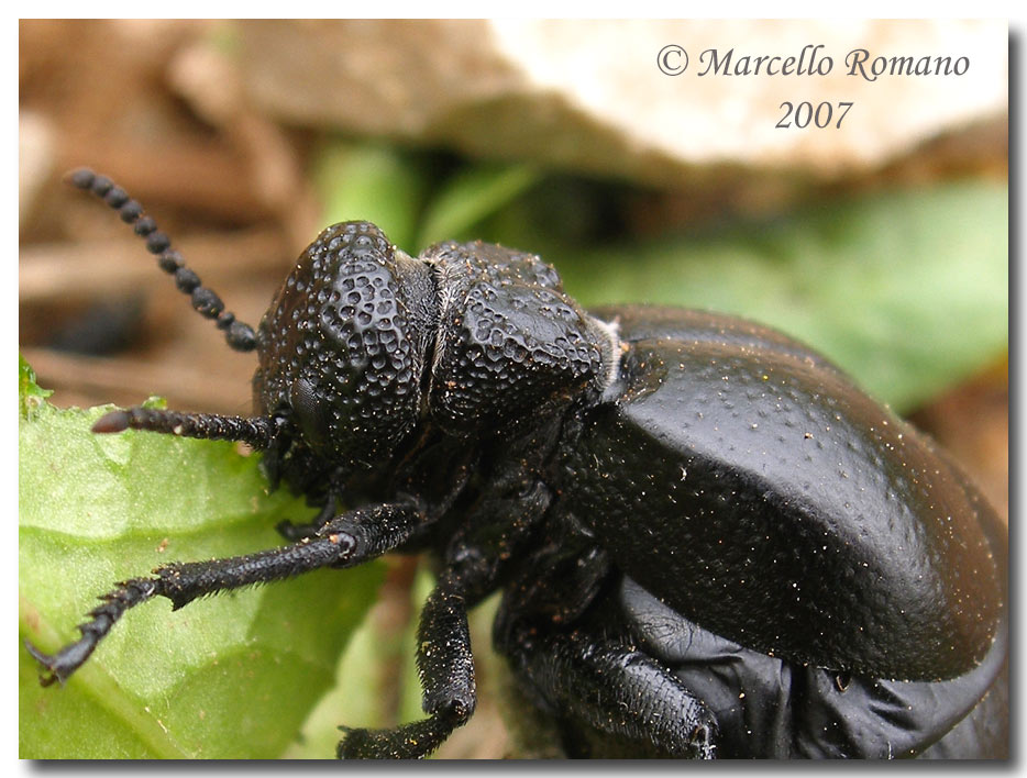 Il pasto della Meloe tuccius:foto e filmati  (Col. Meloidae)